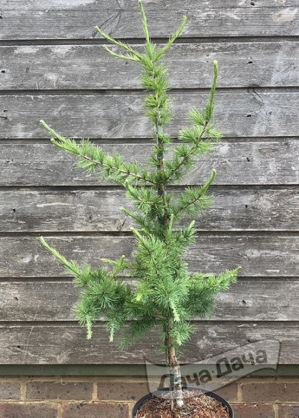 Лиственница американская Айрон Род