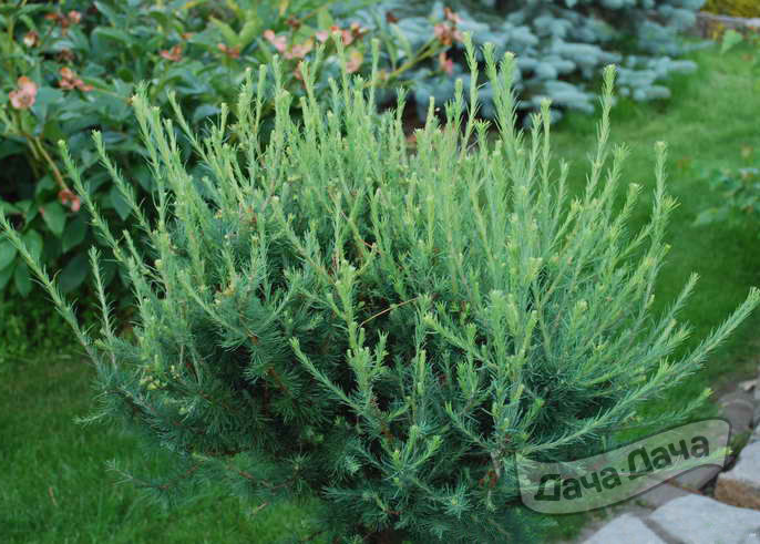 Лиственница американская Традант