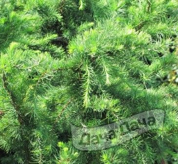 Лиственница кемпфера Литл Богл