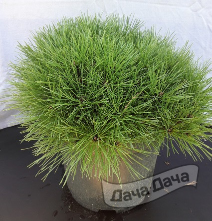 Сосна черная Бенелюкс