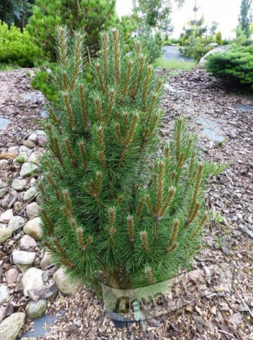 Сосна черная Халсдонк