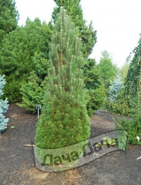Сосна черная Ричард
