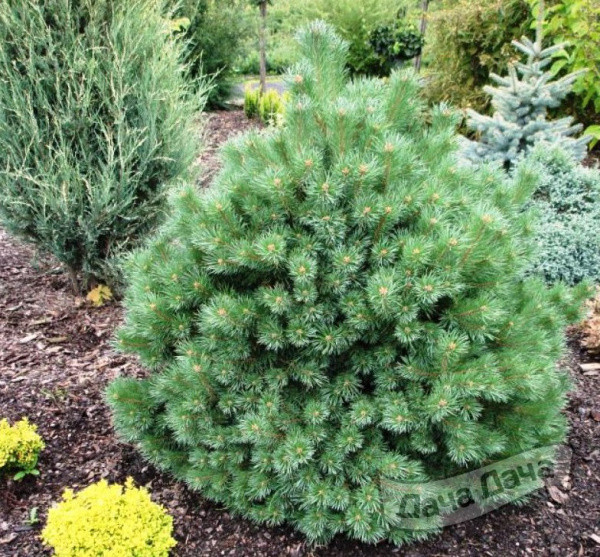 Сосна обыкновенная Сандринхем