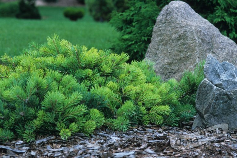 Сосна обыкновенная Репенс