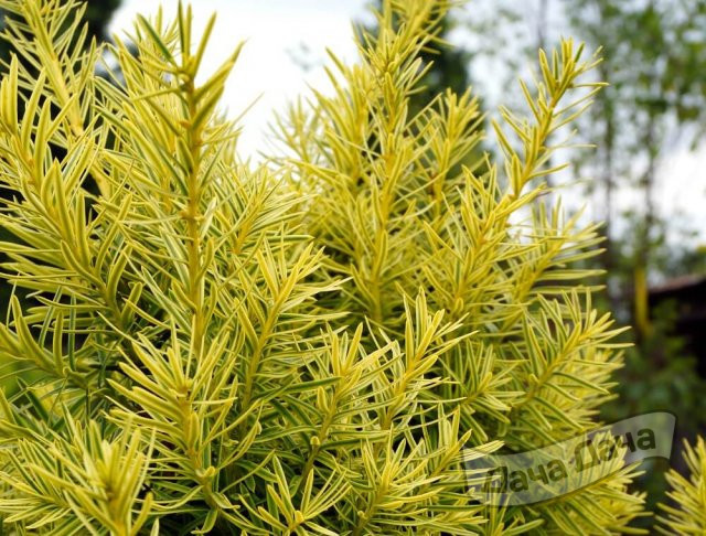 Тисс ягодный Дварф Брайт Голд