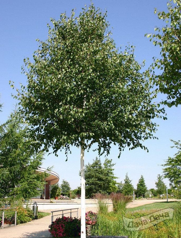 Береза Доренбос