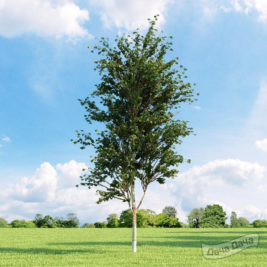 Береза Фасцинейшион