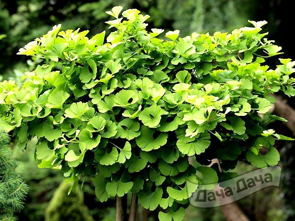 Гинкго билоба Марикен