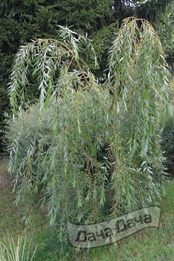 Ива Памяти Шабурова