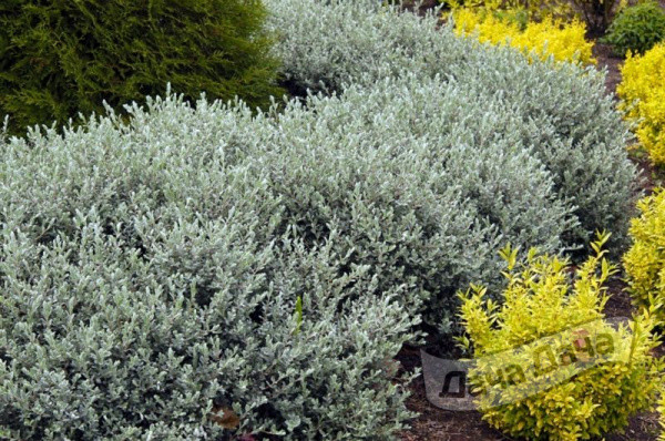 Ива ползучая Нитида