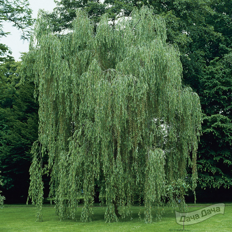 Ива золотисто-волосистая Хрисокома