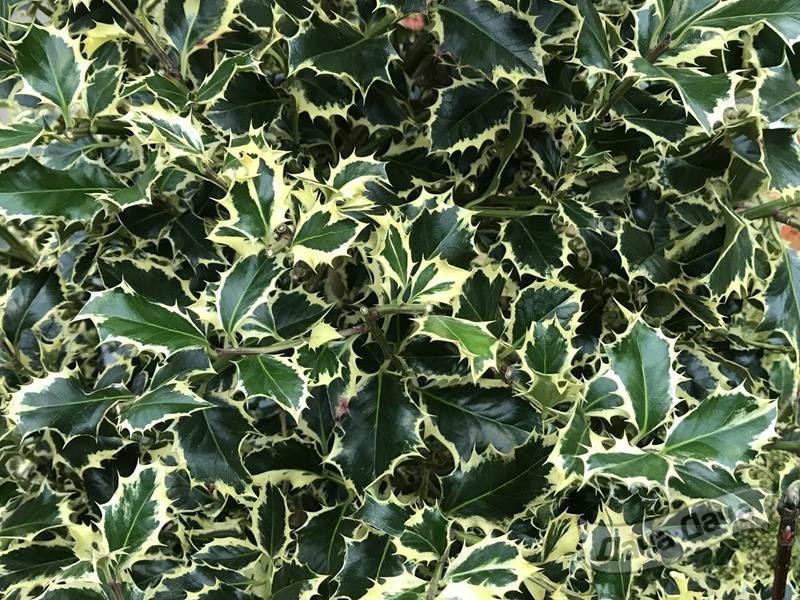 Падуб остролистный Аргентеа Маргината