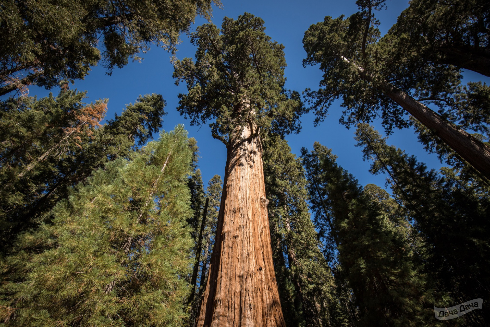 Секвойя вечнозеленая (Sequoia sempervirens) - описание сорта, фото,  саженцы, посадка, особенности ухода. Дачная энциклопедия.