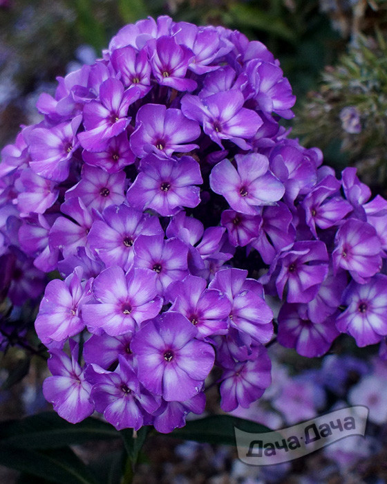 Флокс метельчатый Пикси Миракл