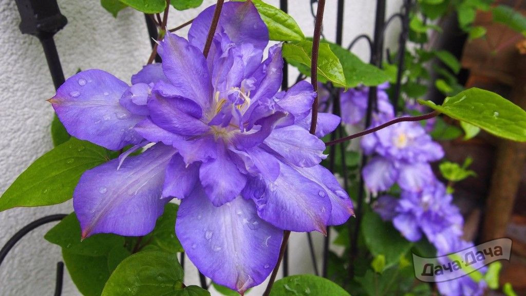 Клематис Блю Эксплоушен