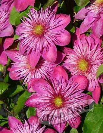 Клематис Кайзер