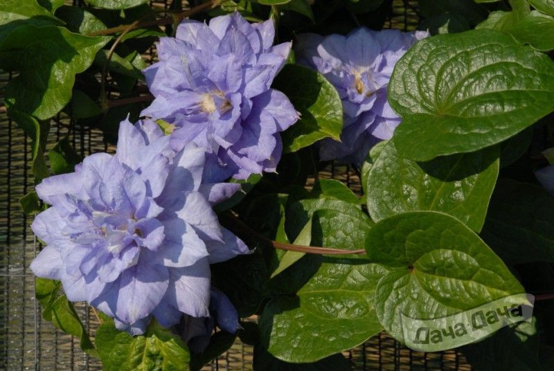 Клематис Мажуры