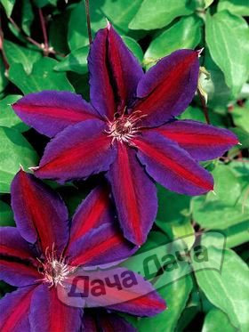 Клематис Вайлдфайер