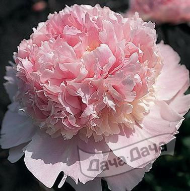 Пион Энджел Чикс