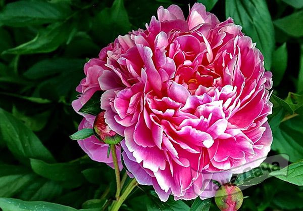 Пион Кёнинг Вельхильмина