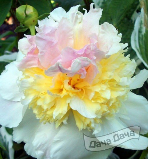 Пион Топ Брасс