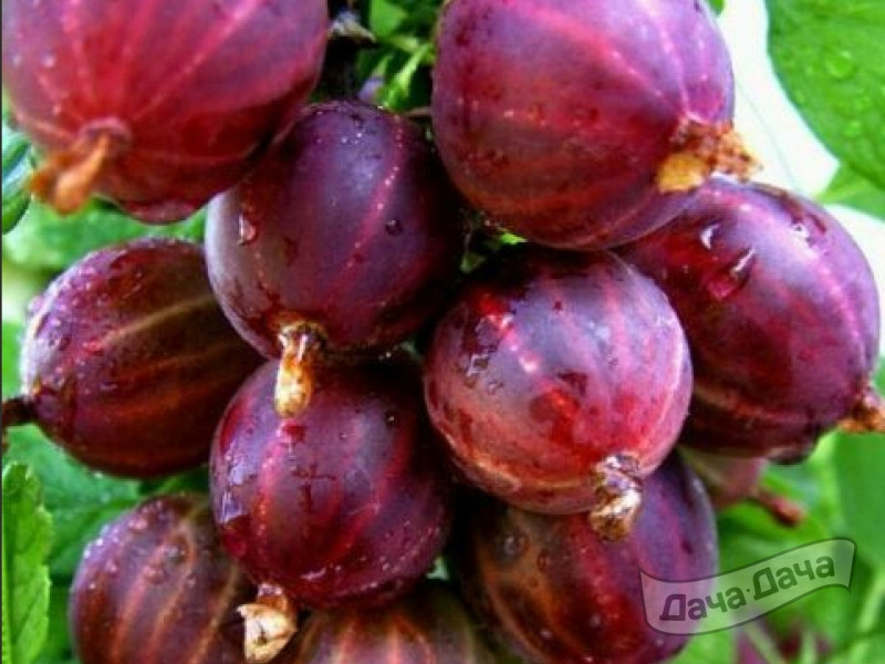 Крыжовник Консул