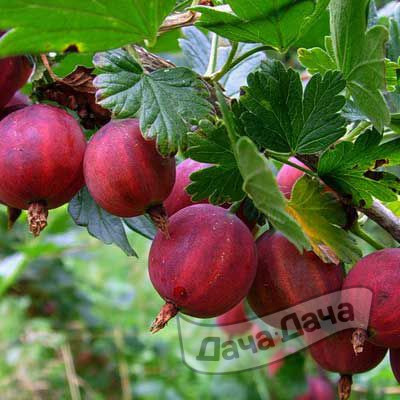 Крыжовник Краснославянский