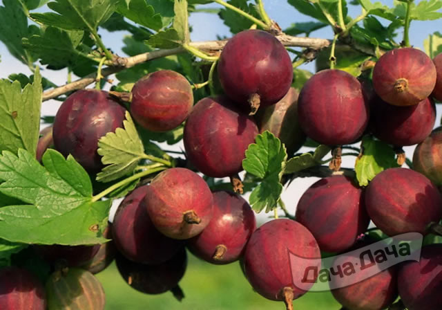 Крыжовник Олави