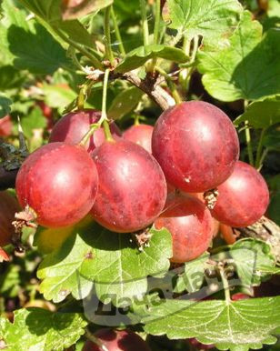 Крыжовник Раволт