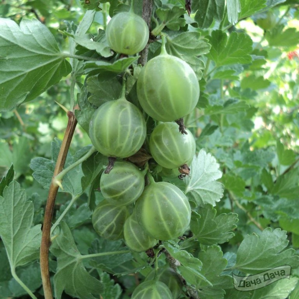 Крыжовник Уральский виноград