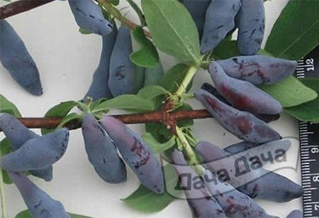 Жимолость Гордость Бакчара