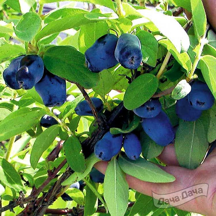 Жимолость Лазурная