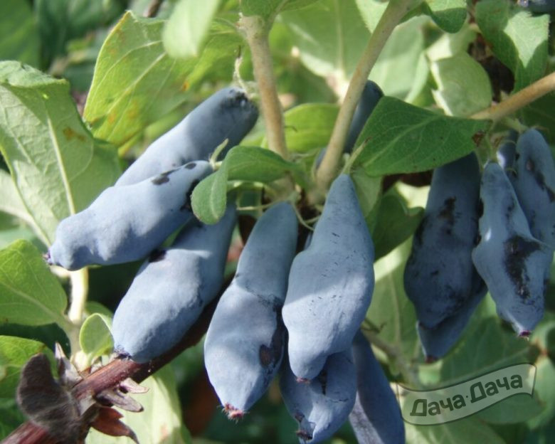 Жимолость Лебёдушка