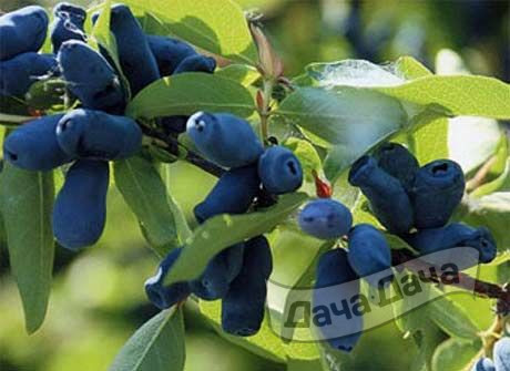 Жимолость плодовая Синяя птица