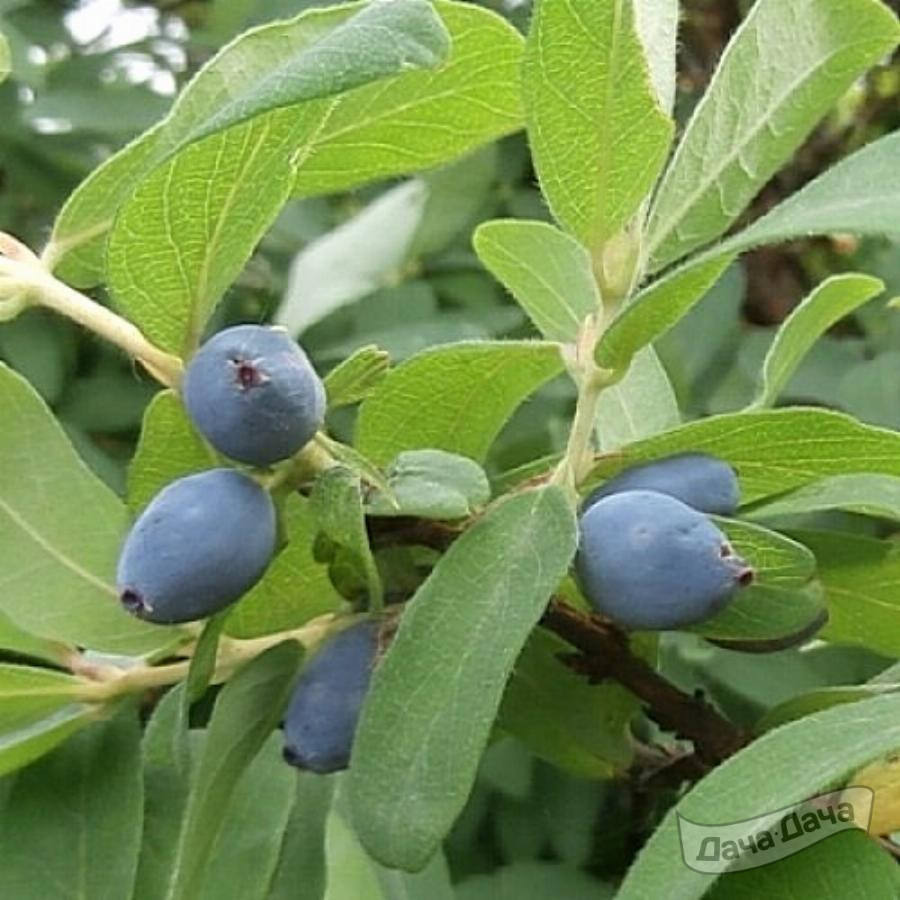 Жимолость плодовая Старт