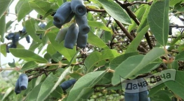 Жимолость плодовая Томичка