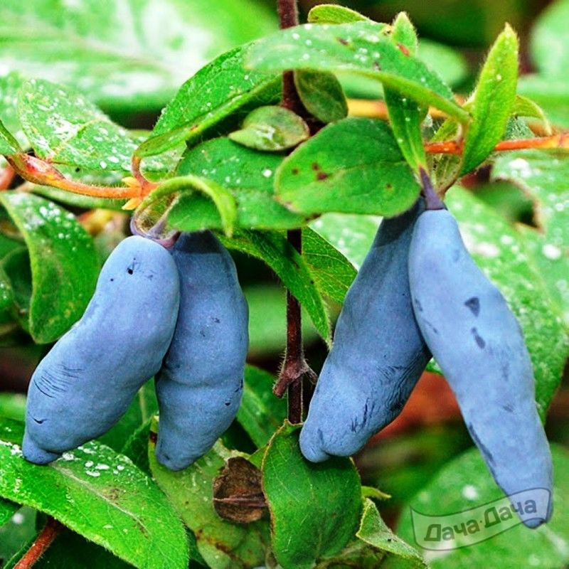 Жимолость плодовая Восторг