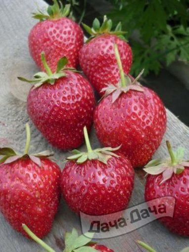 Земляника садовая Корона
