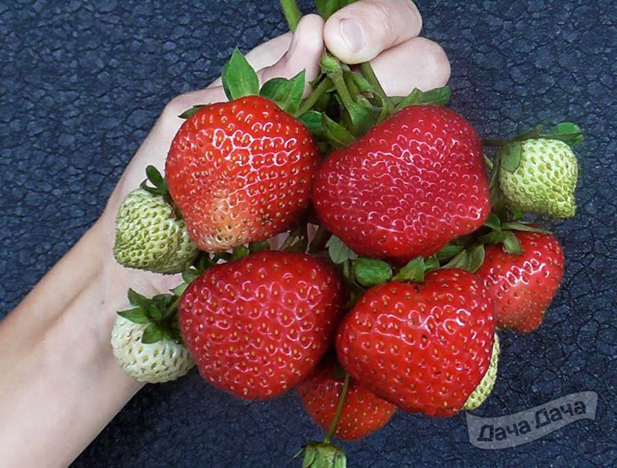 Земляника садовая ремонтантная Эви 2