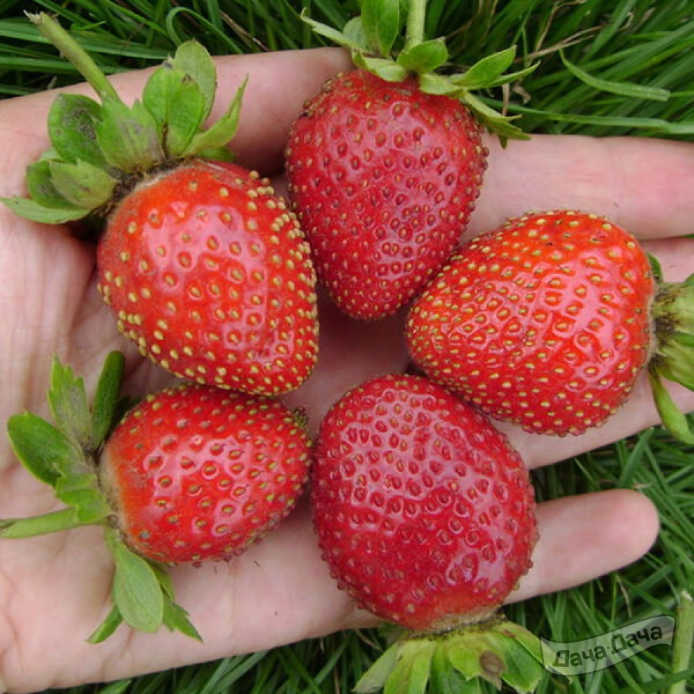 Земляника крупноплодная Эвис Делайт