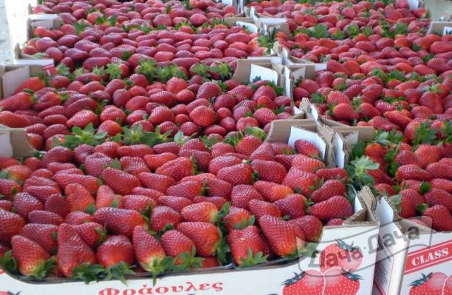 Земляника крупноплодная Гарижет