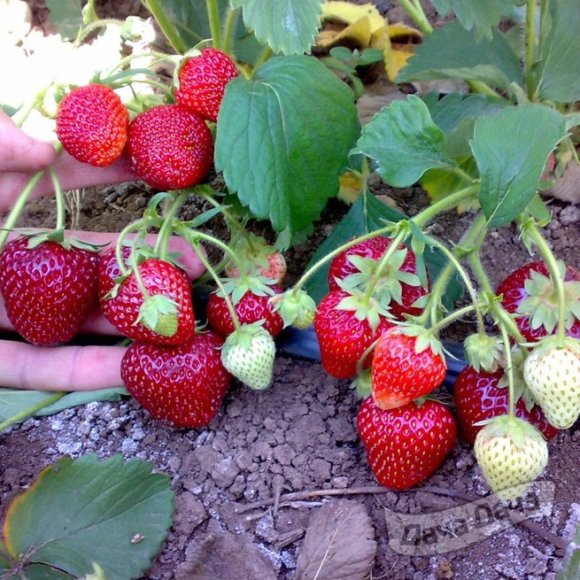 Земляника крупноплодная Хоней