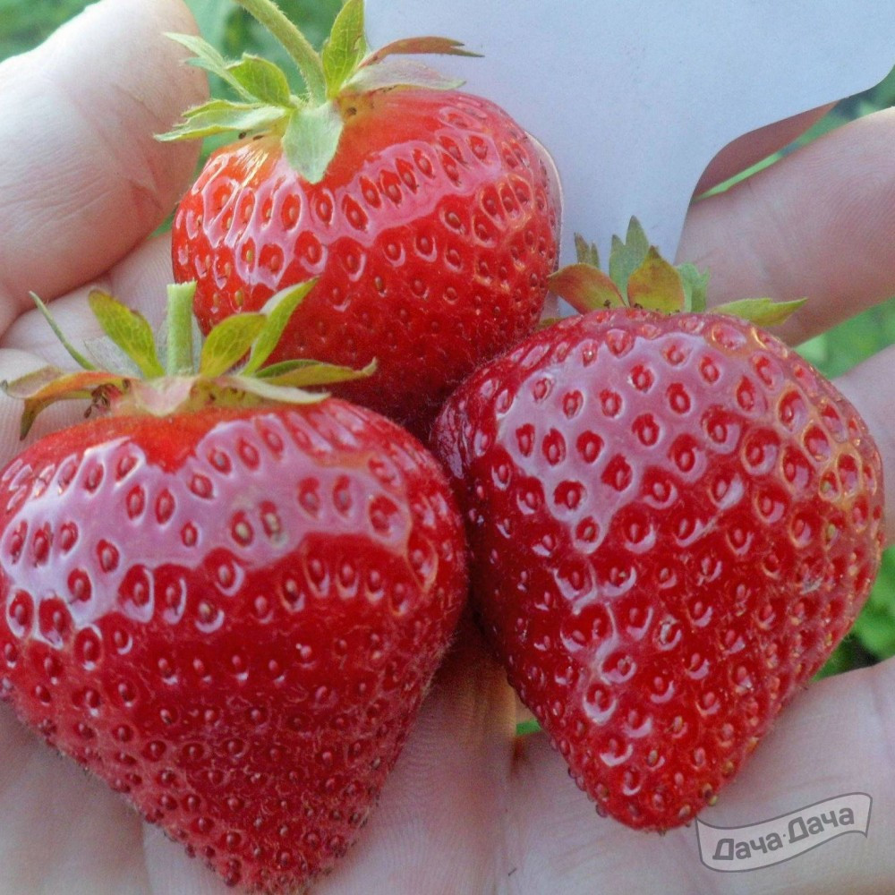 Земляника крупноплодная Малинг Сентенери