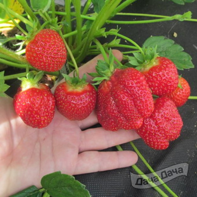 Земляника крупноплодная Зенкора