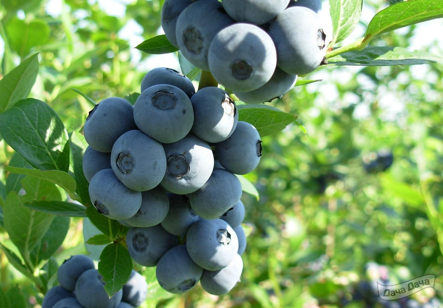 Голубика садовая Бригитта