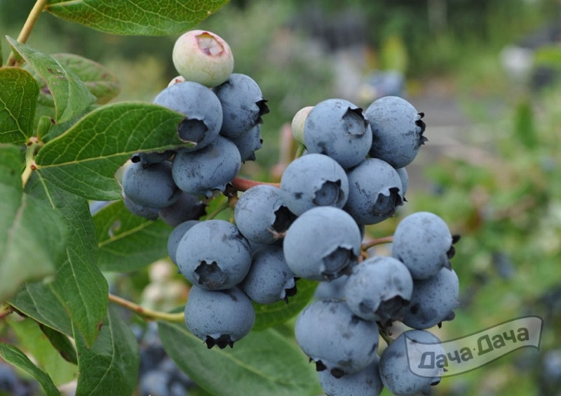 Голубика садовая Джорма