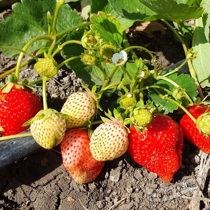 Земляника крупноплодная Эверли