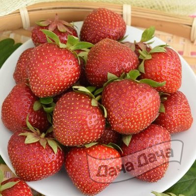 Земляника крупноплодная Соната