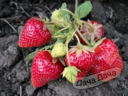 Земляника крупноплодная Сирия