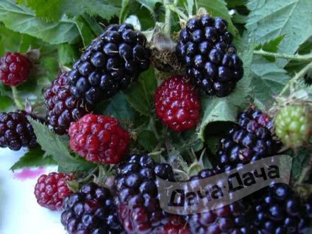 Ежевика Бест Берри